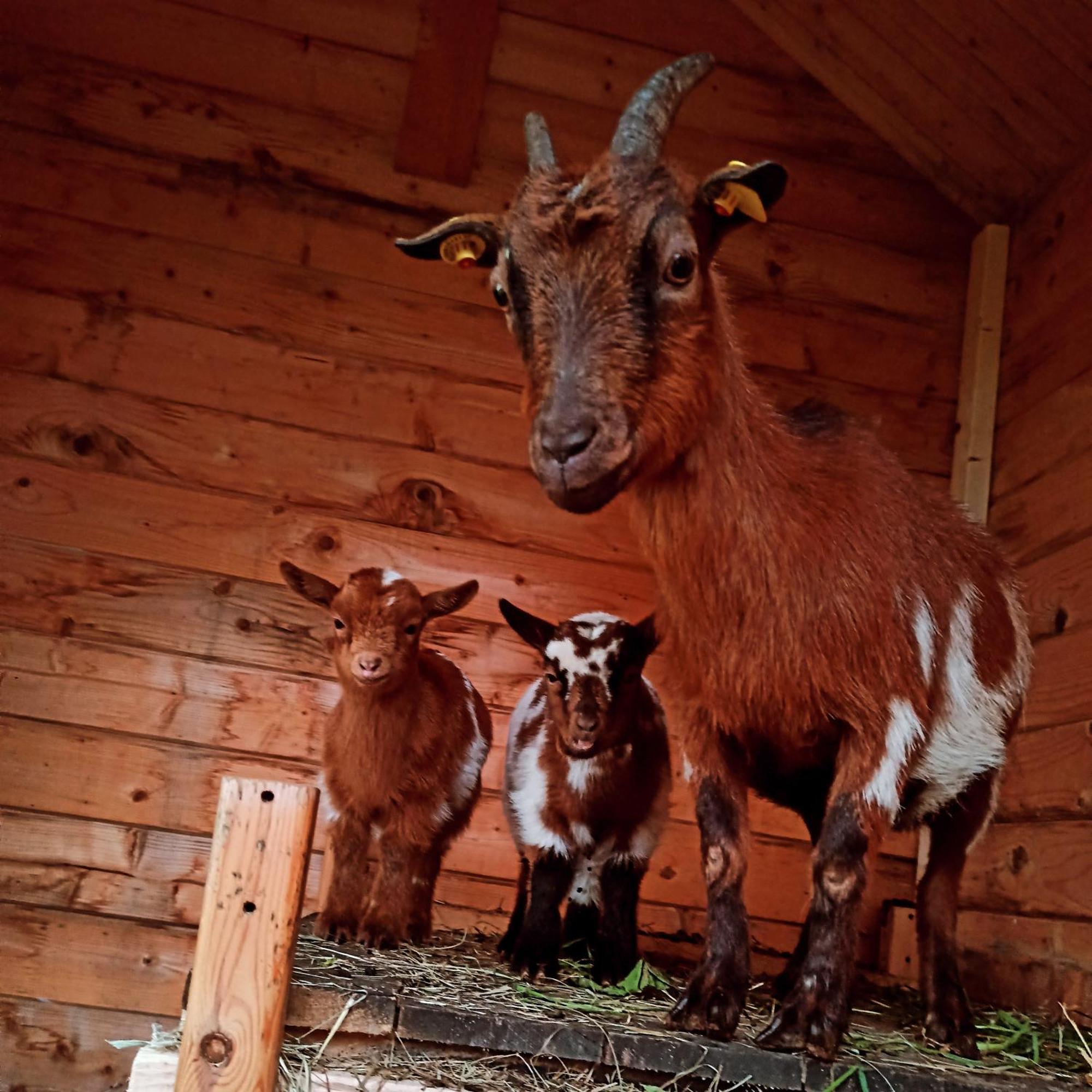 Ferienwohnung Brentenholz Sankt Georgen im Schwarzwald Esterno foto