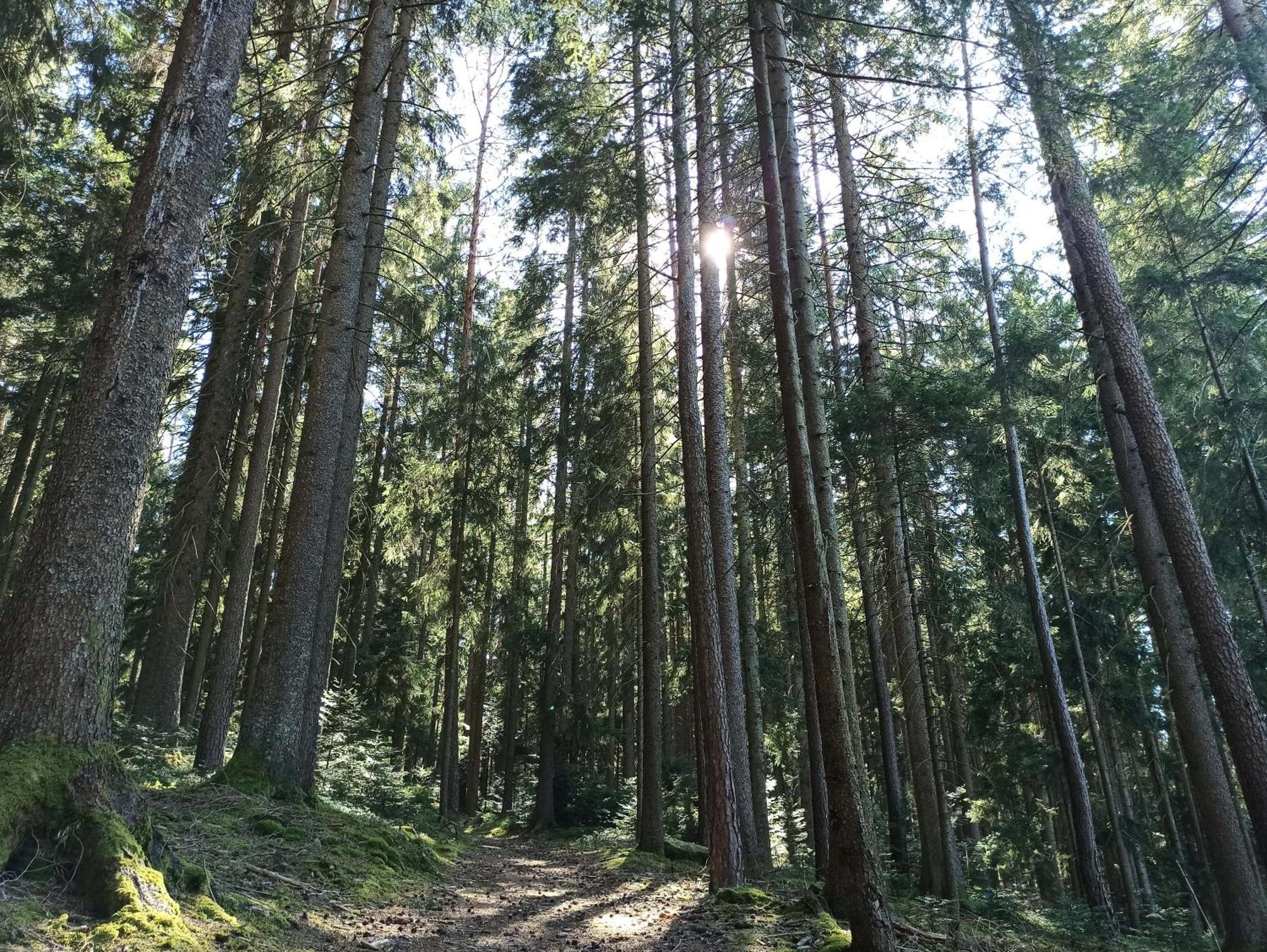 Ferienwohnung Brentenholz Sankt Georgen im Schwarzwald Esterno foto